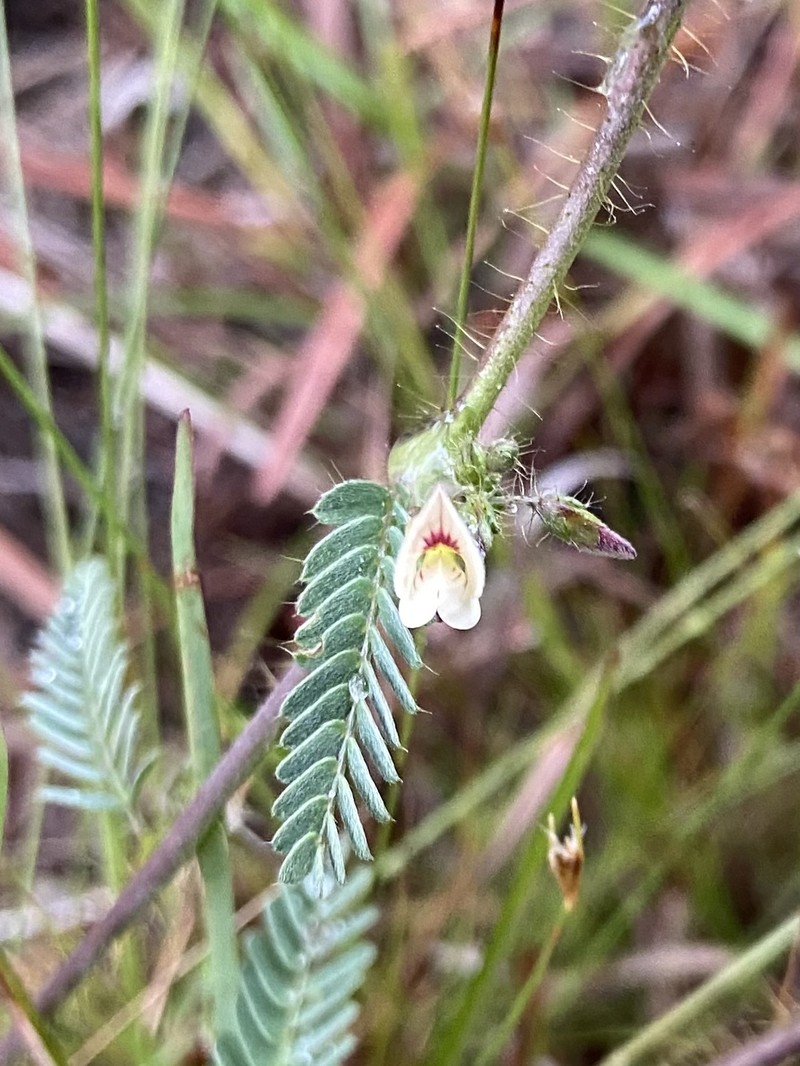 Ctenodon histrix var. incanus
