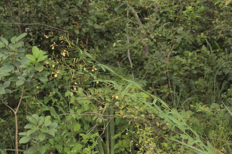 Ctenodon marginatus photo 3