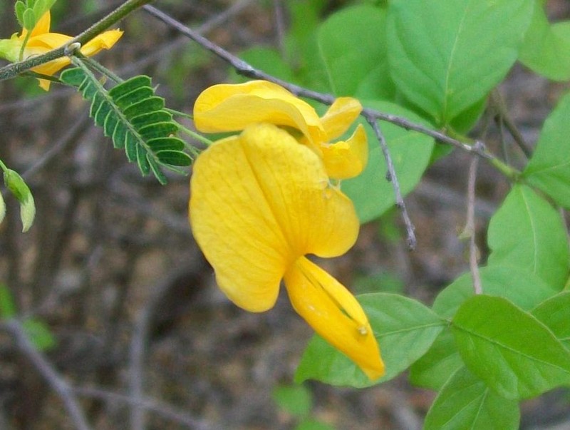 Ctenodon martii
