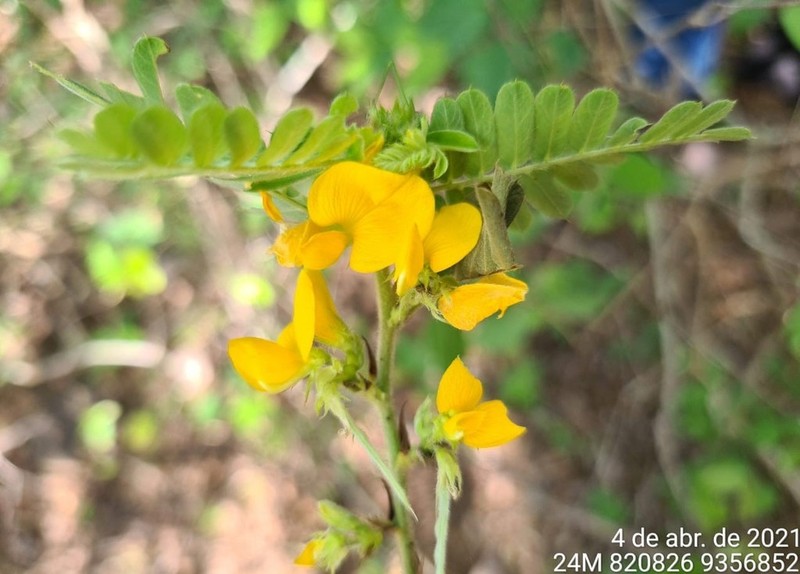 Ctenodon molliculus photo 6
