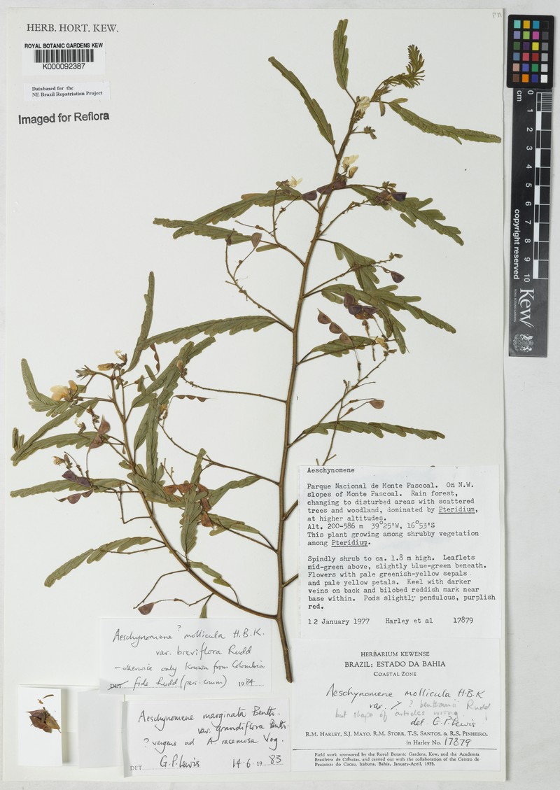Ctenodon molliculus var. breviflorus