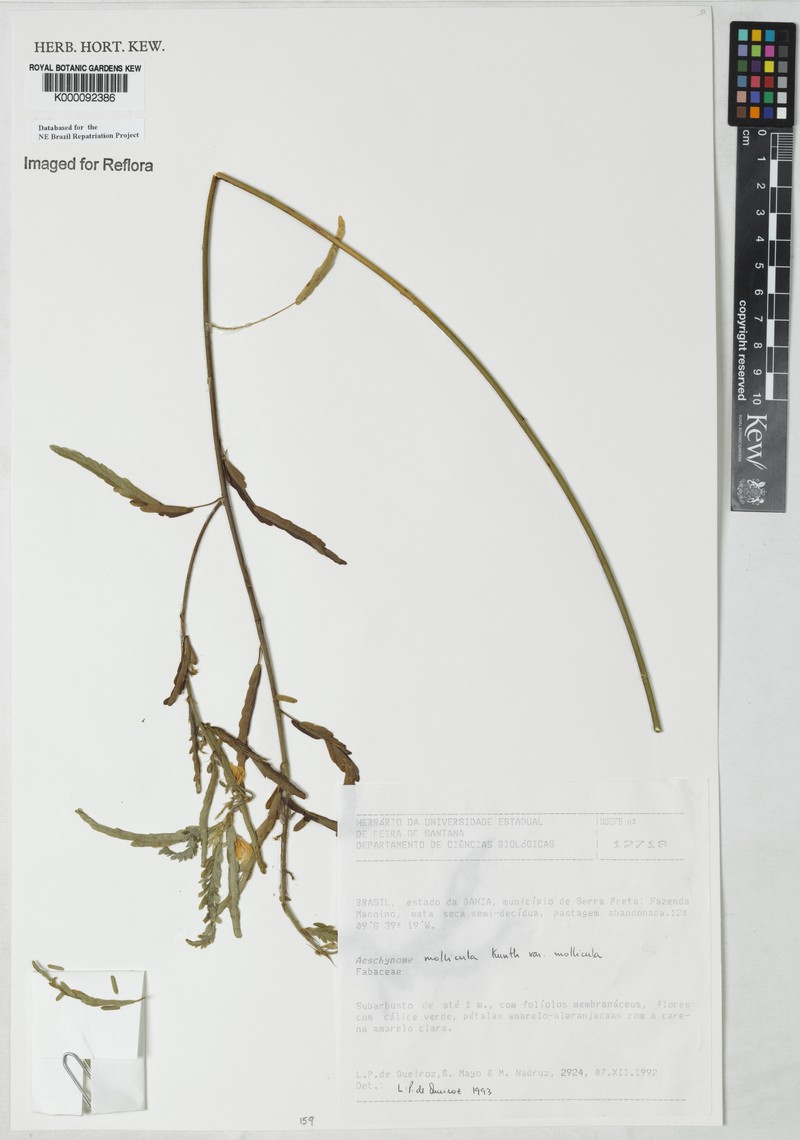 Ctenodon molliculus var. molliculus