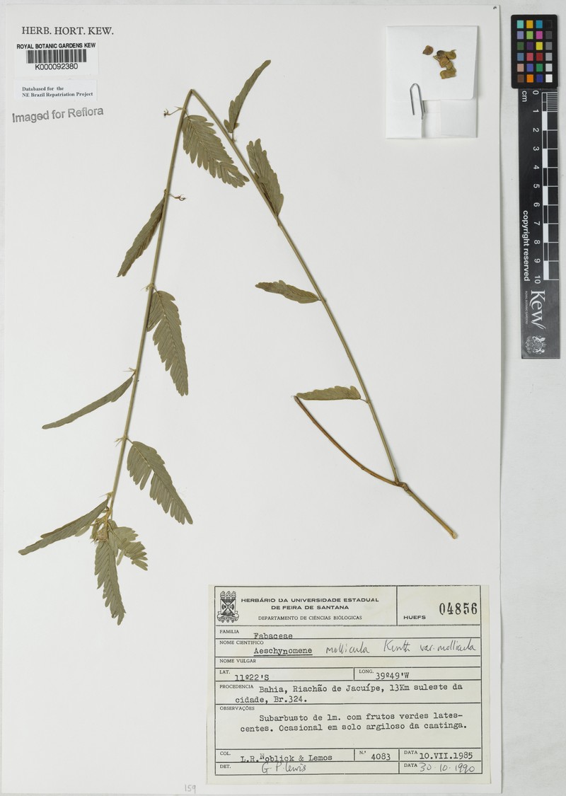 Ctenodon molliculus var. molliculus photo 2