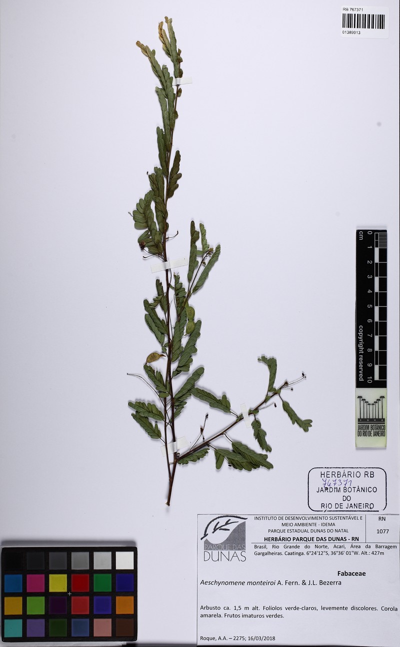 Ctenodon monteiroi photo 8