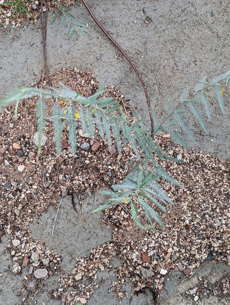 Ctenodon niveus photo 3