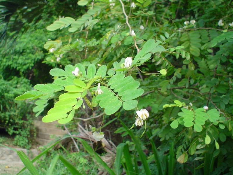 Ctenodon palmeri photo 3