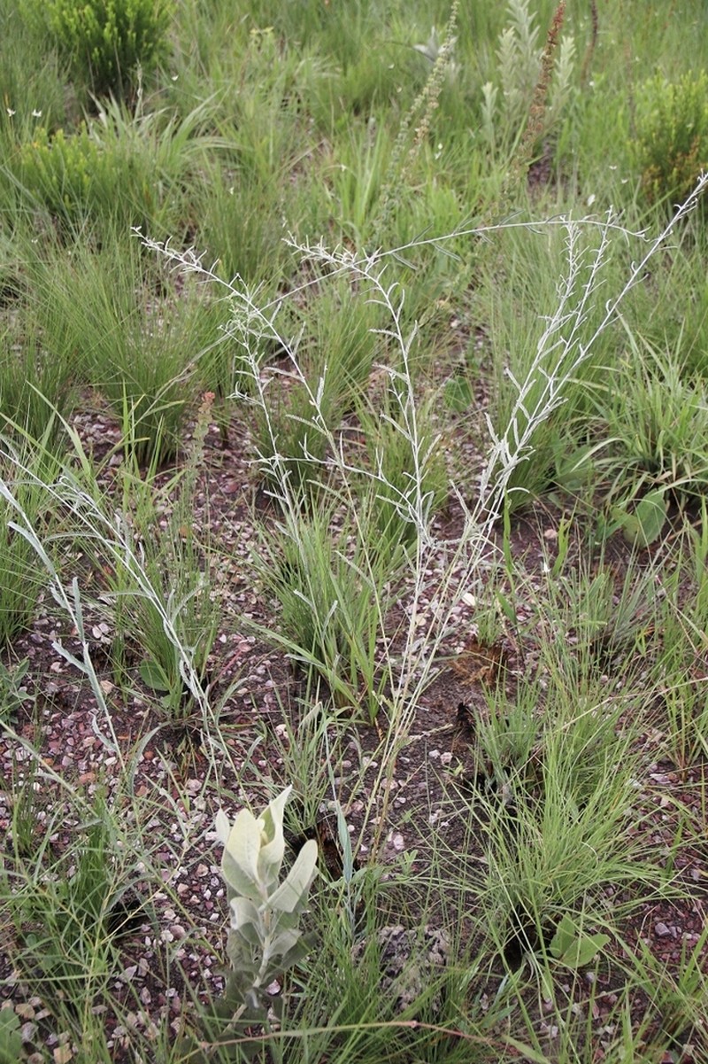 Ctenodon paucifolius