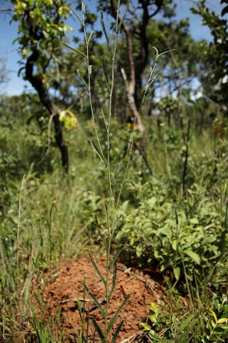 Ctenodon paucifolius photo 2