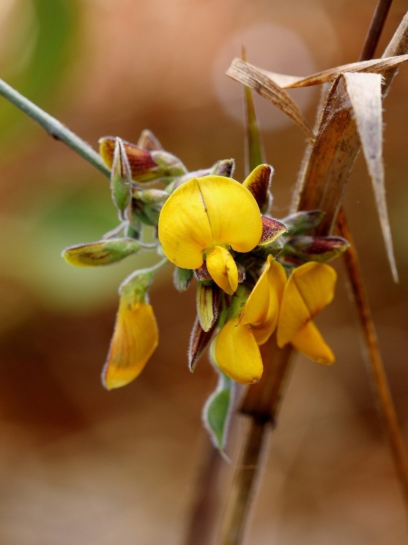 Ctenodon paucifolius photo 6