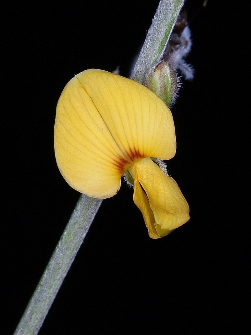 Ctenodon paucifolius photo 7