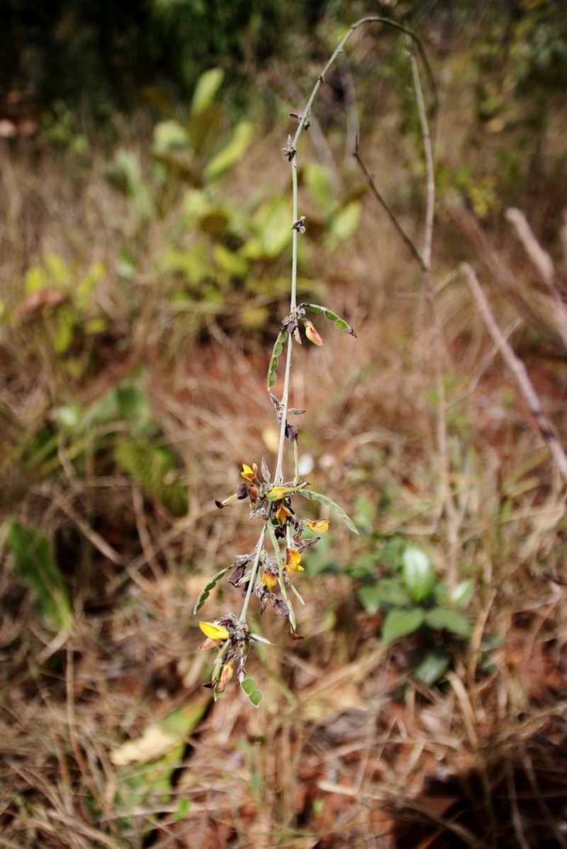Ctenodon paucifolius photo 8