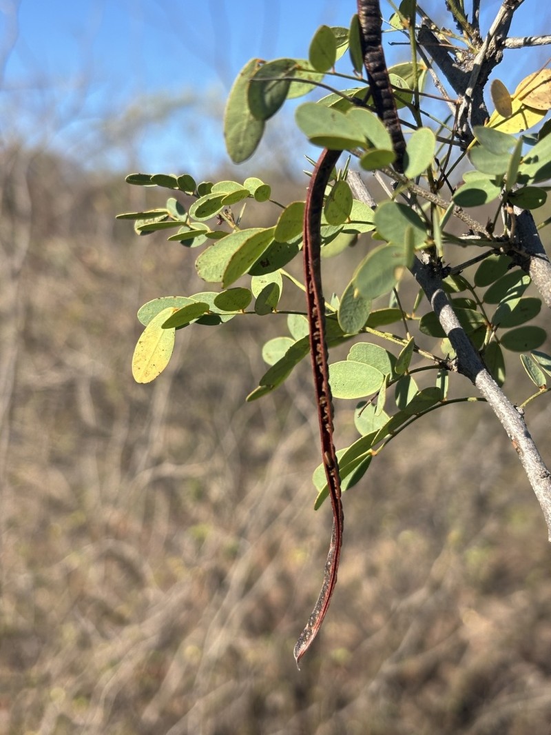 Ctenodon rosei photo 3
