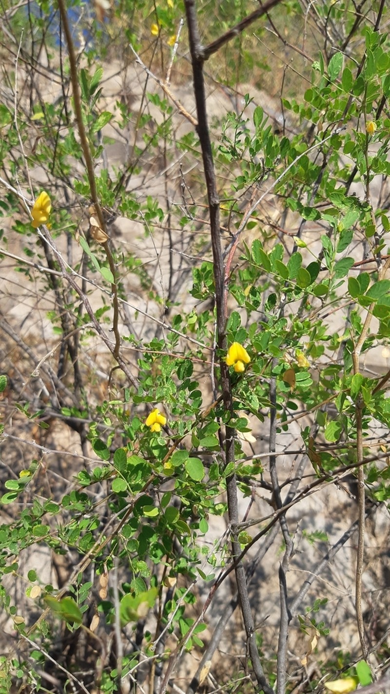Ctenodon rosei photo 5