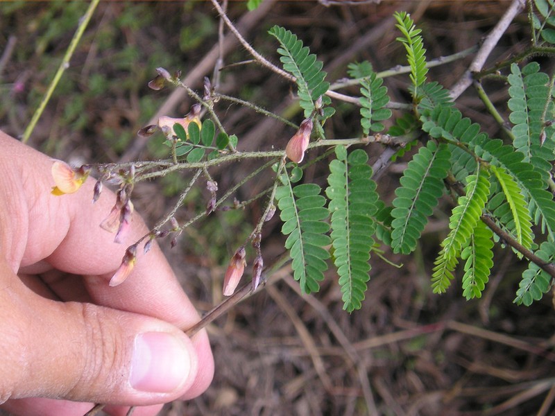 Ctenodon scoparius