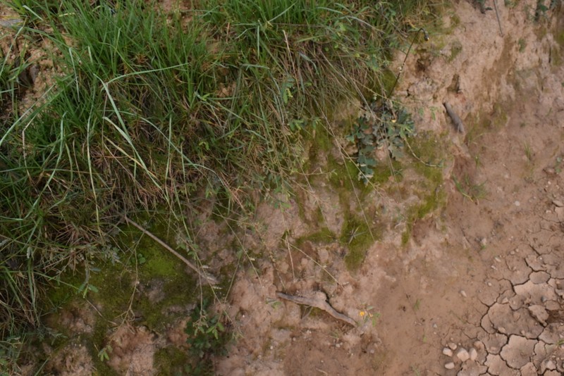 Ctenodon scoparius photo 3