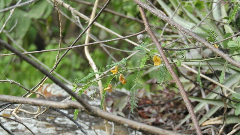 Ctenodon tumbezensis photo 4