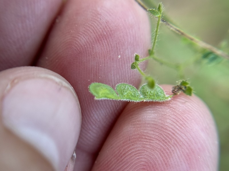 Sticky Jointvetch