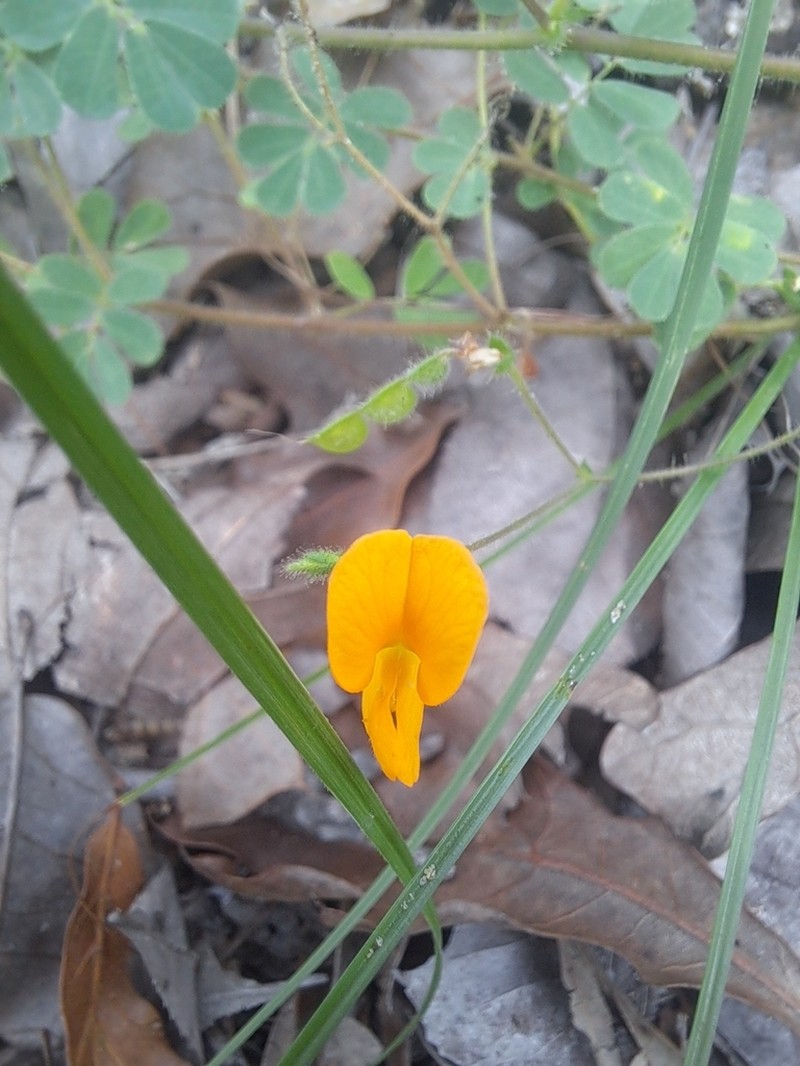 Sticky Jointvetch photo 2