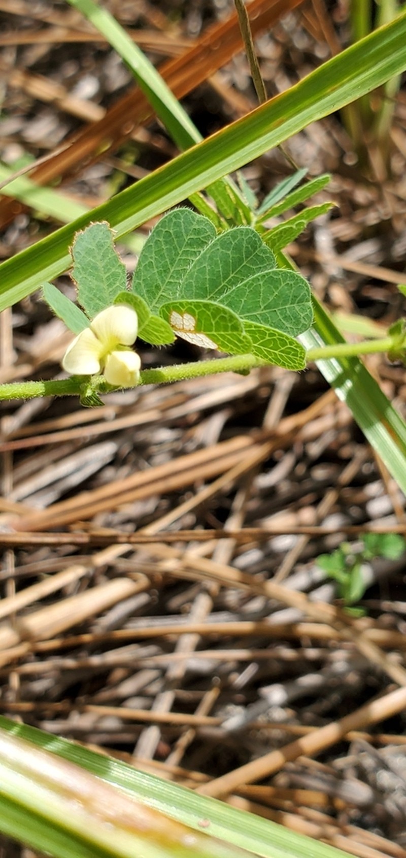 Sticky Jointvetch photo 3