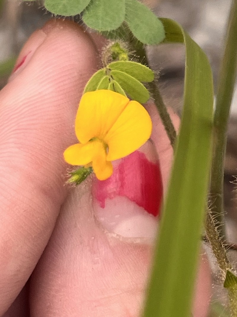 Sticky Jointvetch photo 4
