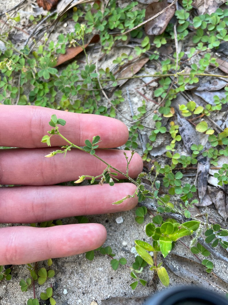 Sticky Jointvetch photo 5