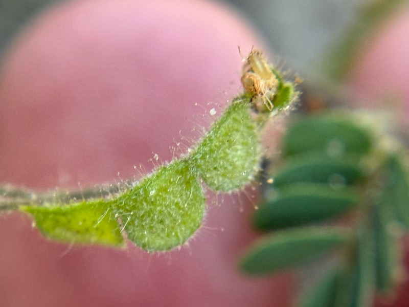 Sticky Jointvetch photo 6