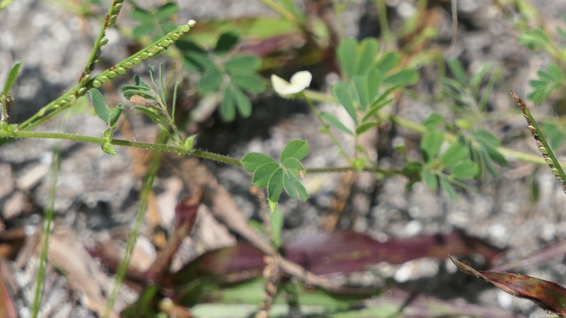 Sticky Jointvetch photo 7