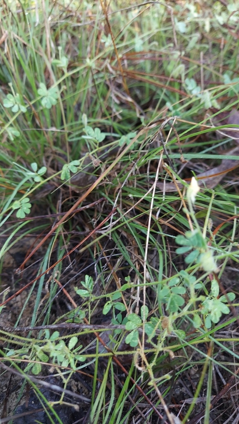 Sticky Jointvetch photo 8