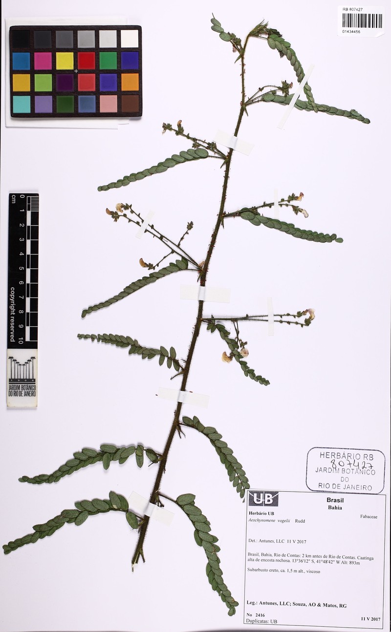 Ctenodon vogelii photo 2