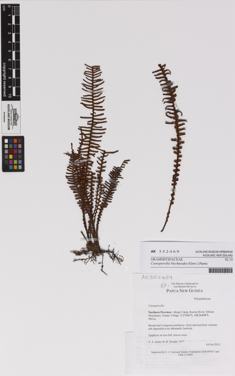 Comb Fern photo 2