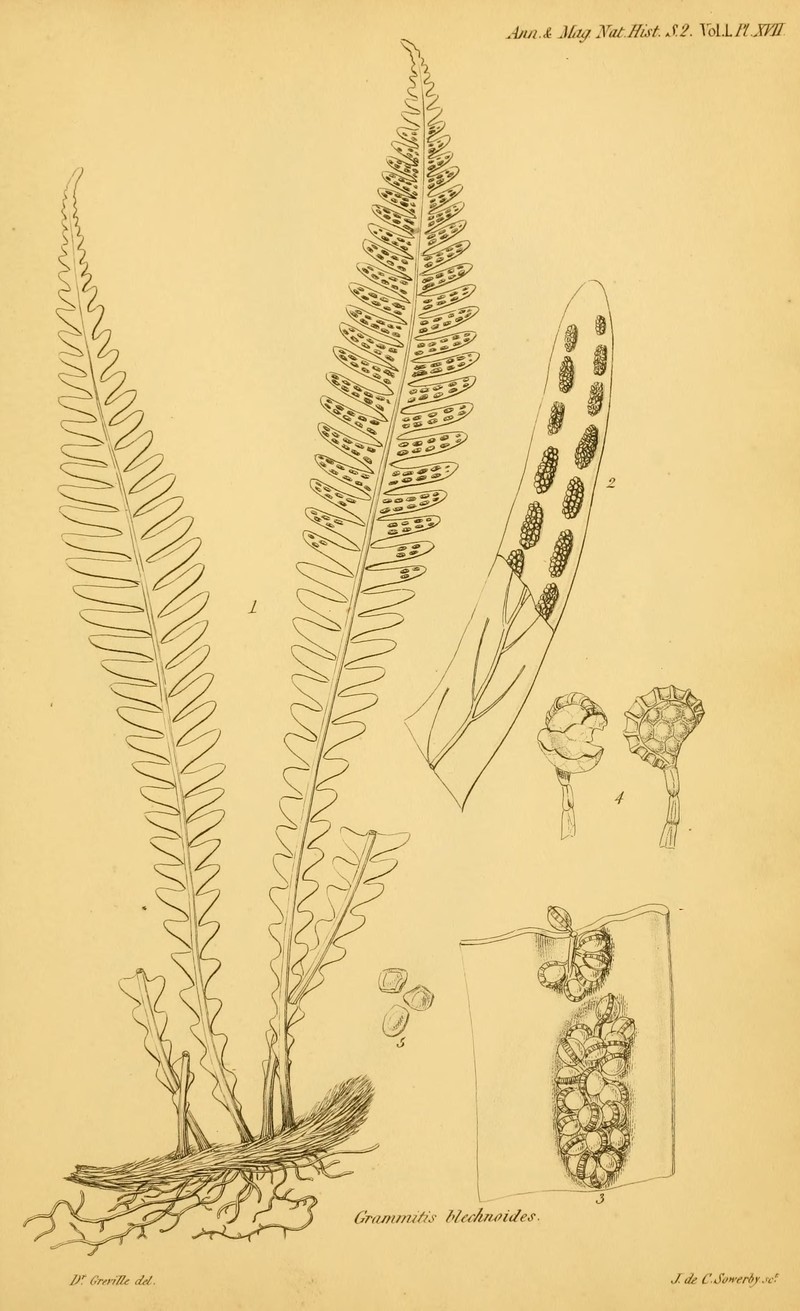 Comb Fern photo 3