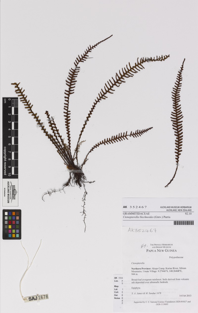 Comb Fern photo 4