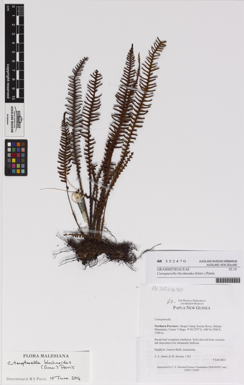 Comb Fern photo 5