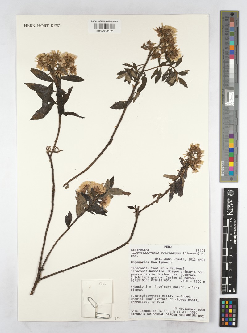 Cuatrecasanthus flexipappus