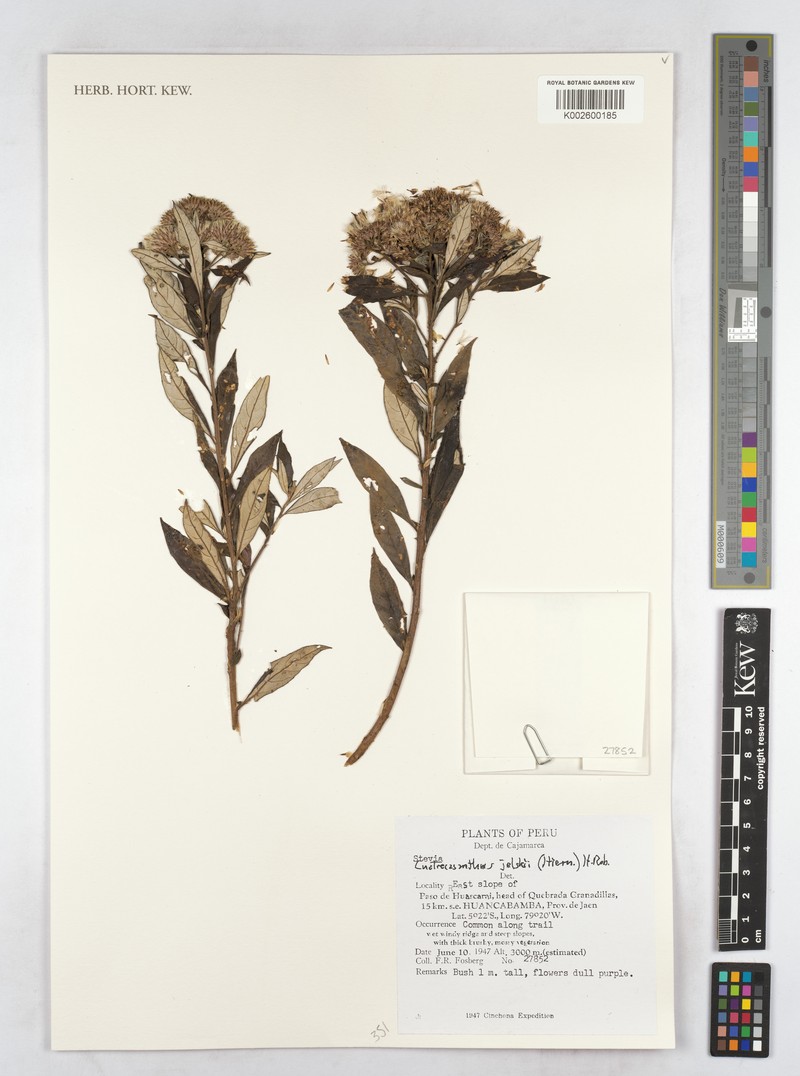 Cuatrecasanthus jelskii