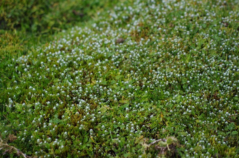 Cuatrecasasiella isernii