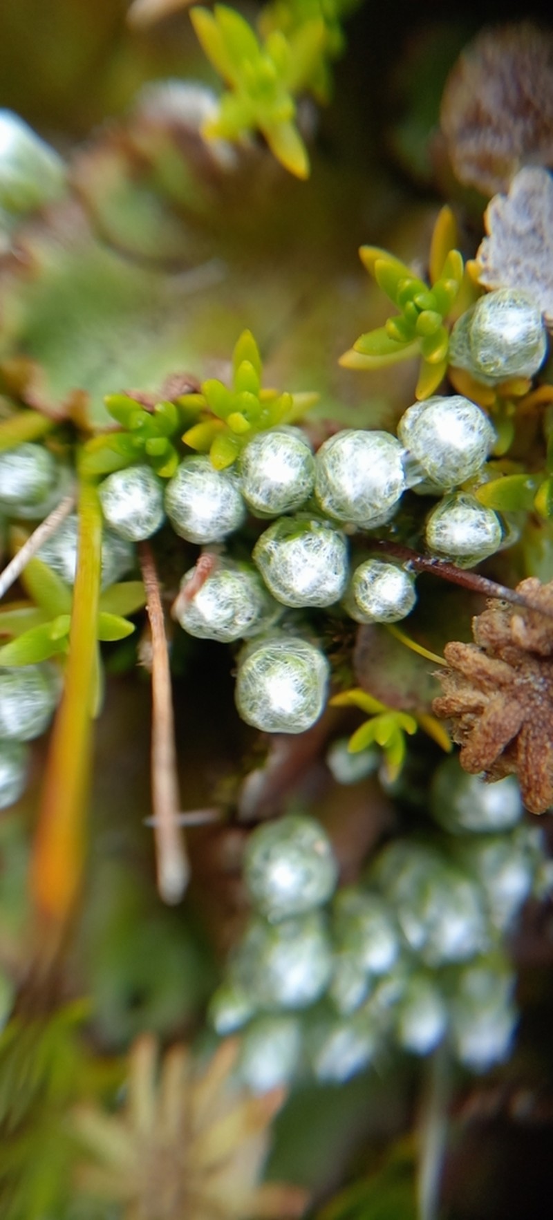 Cuatrecasasiella isernii photo 2