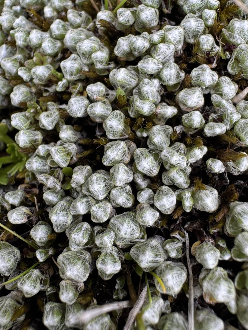 Cuatrecasasiella isernii photo 4
