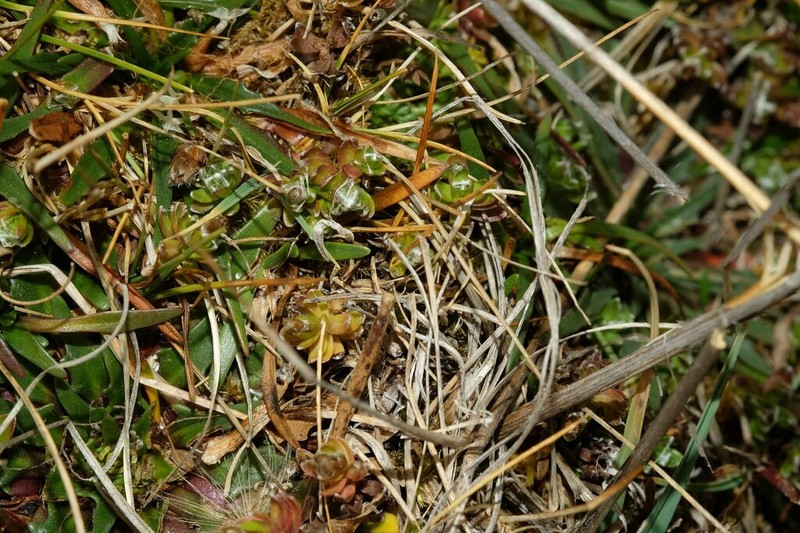 Cuatrecasasiella isernii photo 5
