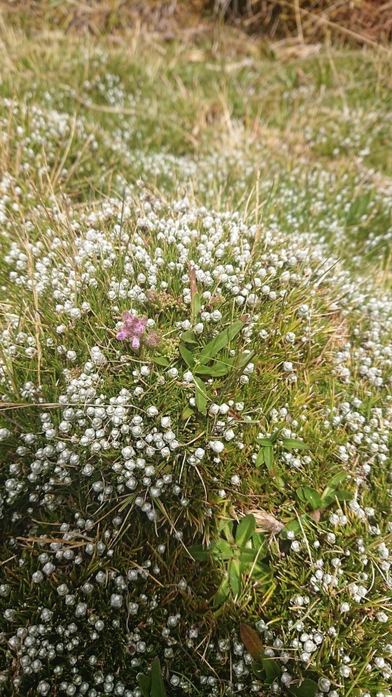 Cuatrecasasiella isernii photo 6