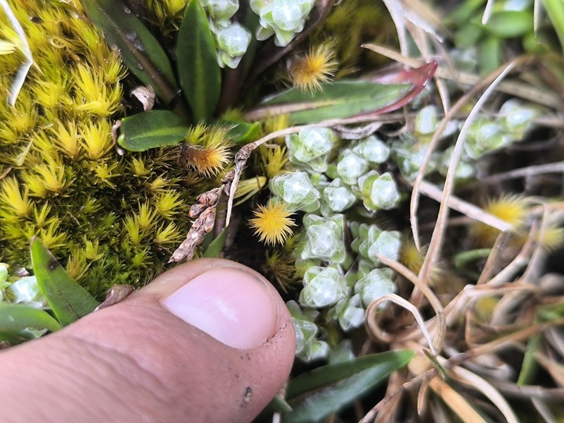Cuatrecasasiella isernii photo 8