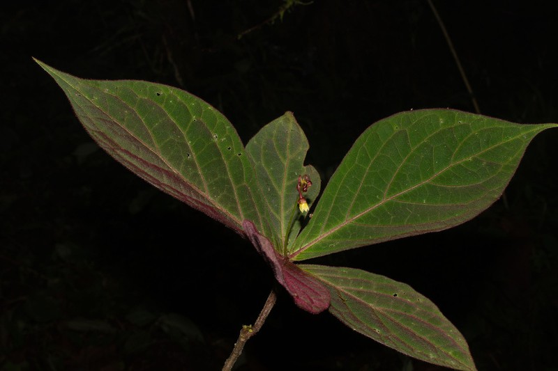 Cuatresia anomala