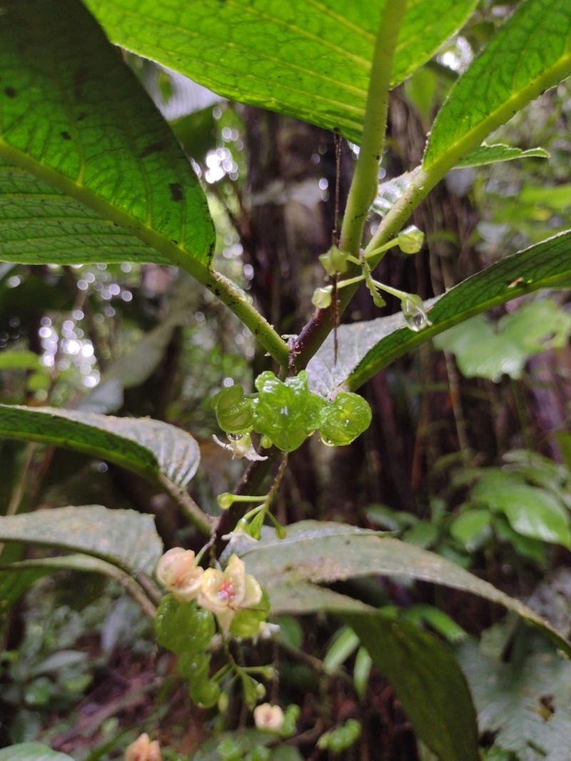 Cuatresia physalana