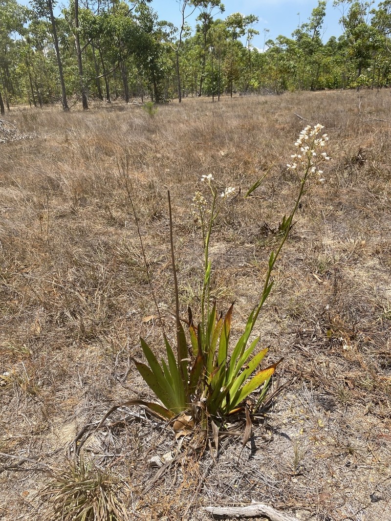 Cubanicula xanthorrhizos