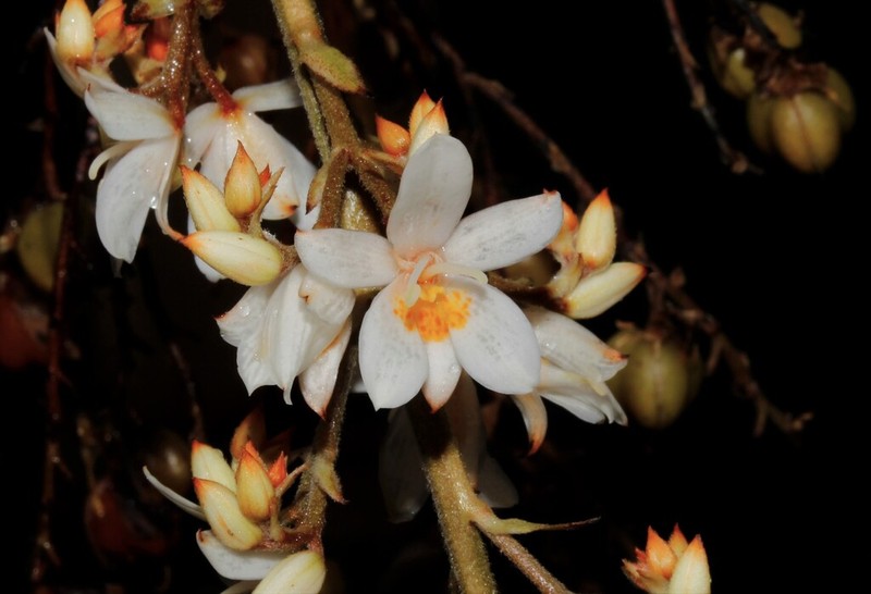 Cubanicula xanthorrhizos photo 7