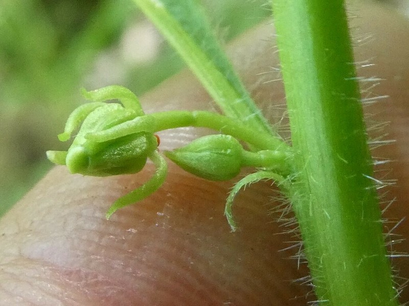 Eastern Greenviolet