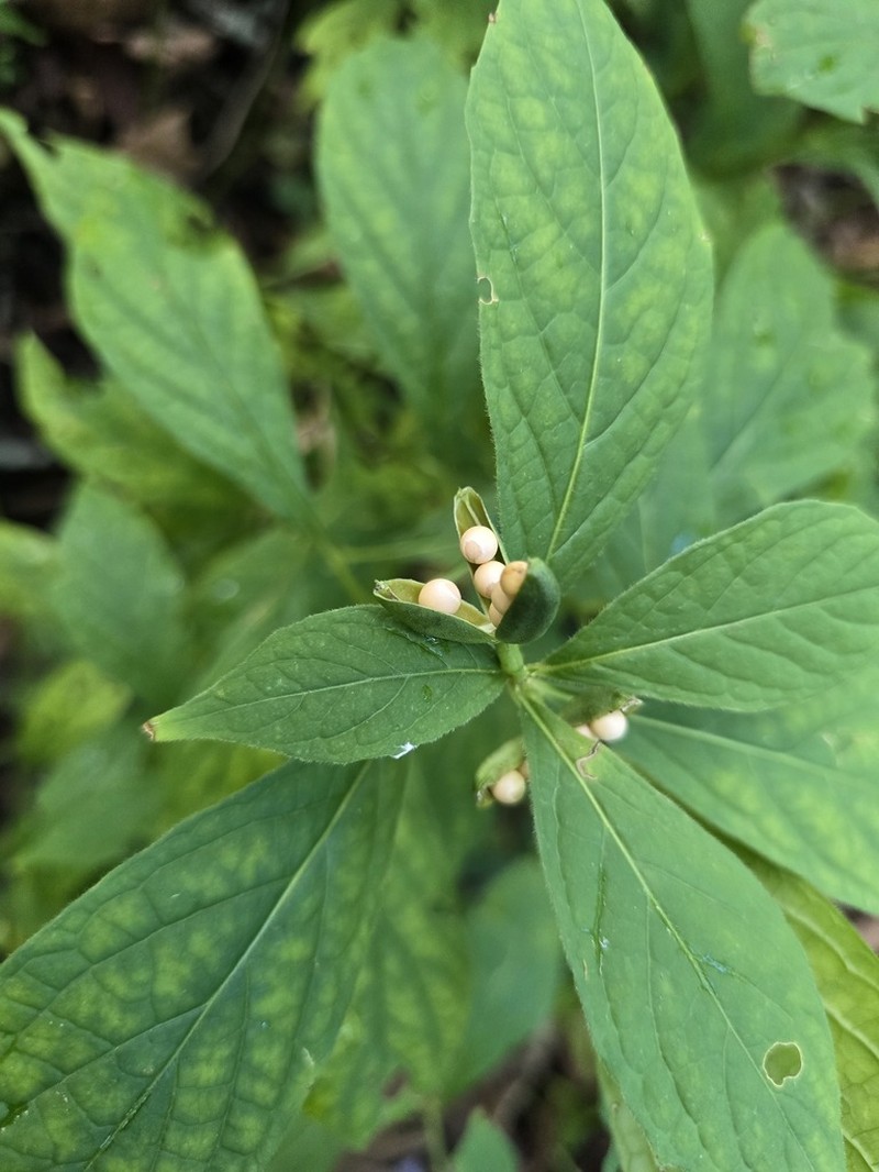 Eastern Greenviolet photo 2