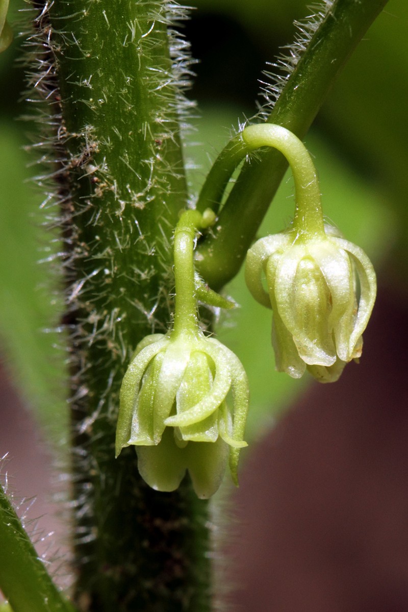 Eastern Greenviolet photo 3