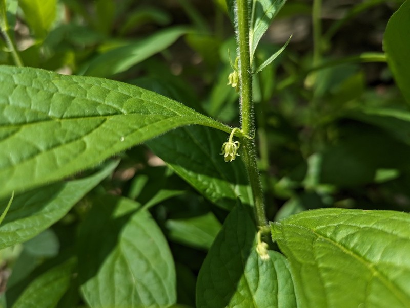 Eastern Greenviolet photo 5