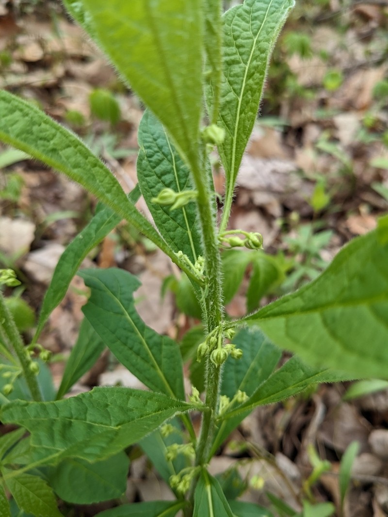 Eastern Greenviolet photo 6
